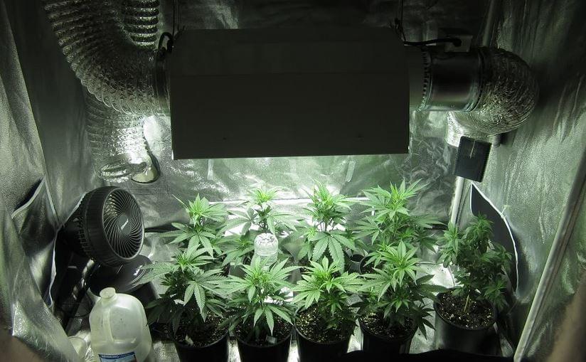 Building your own Grow Room Royal Queen Seeds